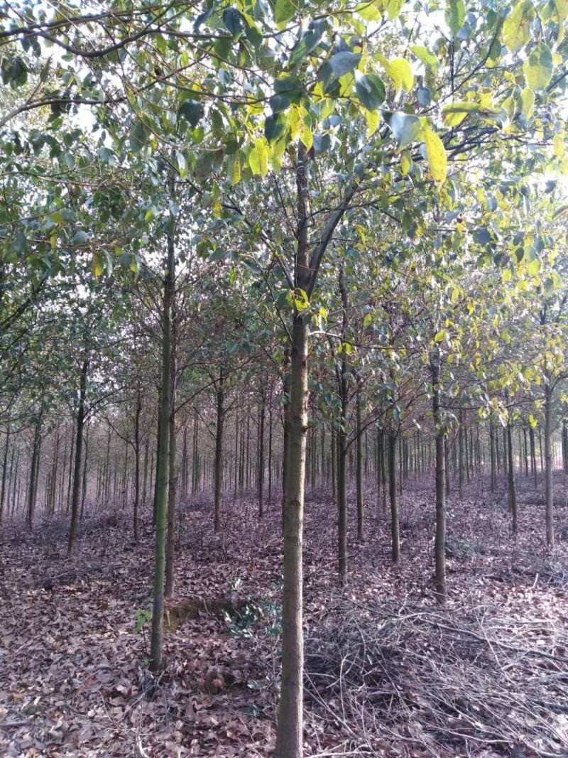 自产自销批发香樟一年生小苗，地径2-5公分香樟树大量有