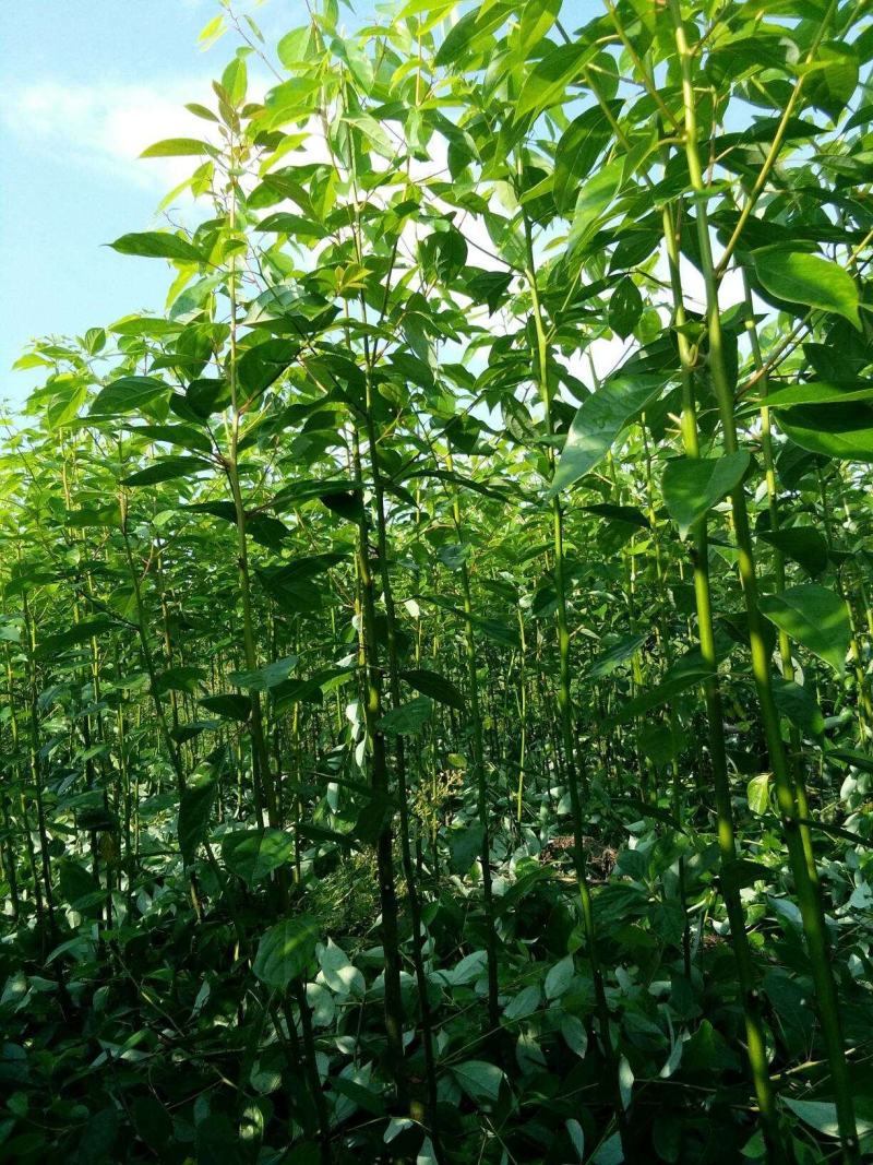 自产自销批发香樟一年生小苗，地径2-5公分香樟树大量有