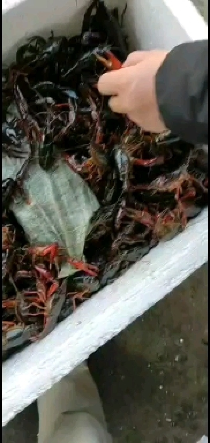 洪湖清水小龙虾，产地一手货源