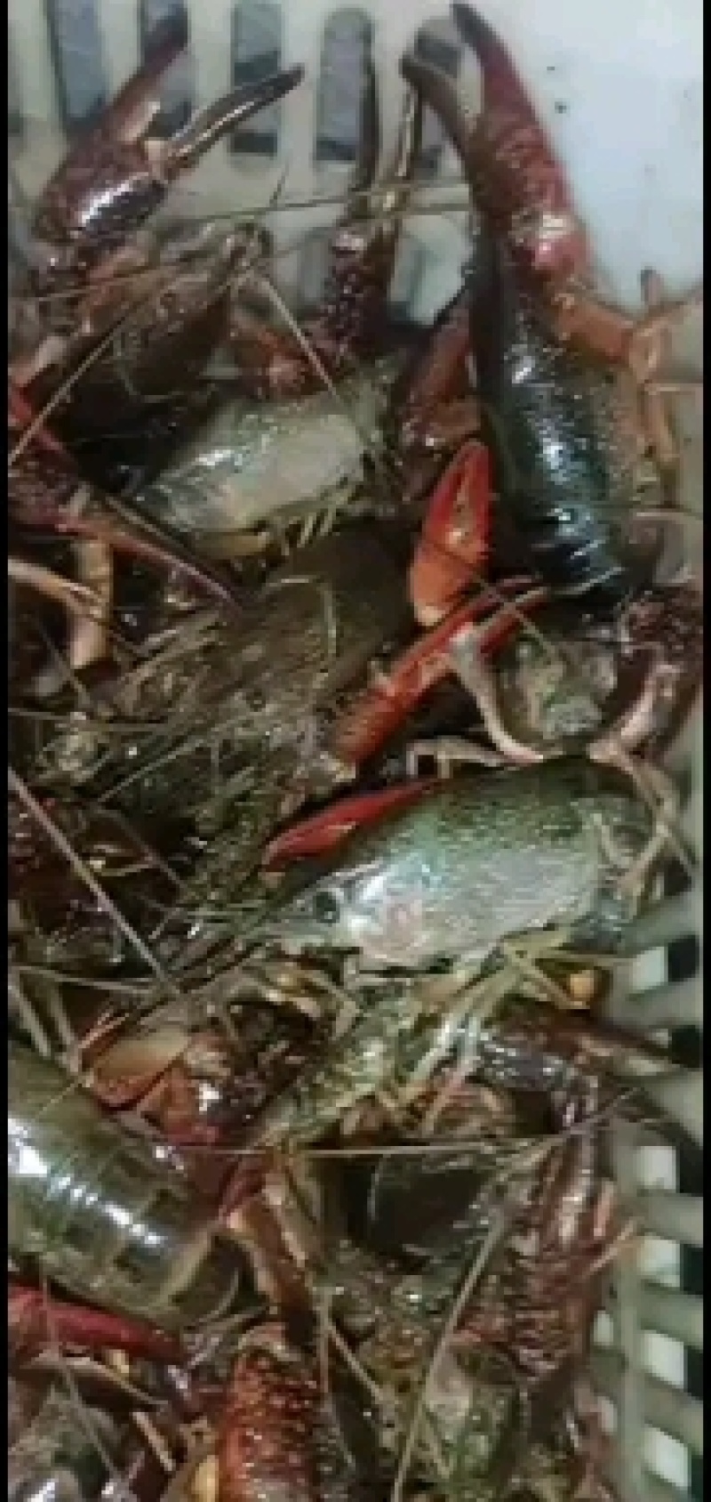 洪湖清水小龙虾，产地一手货源
