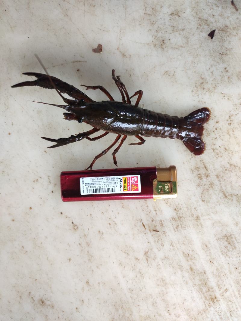 洪湖清水小龙虾，产地一手货源