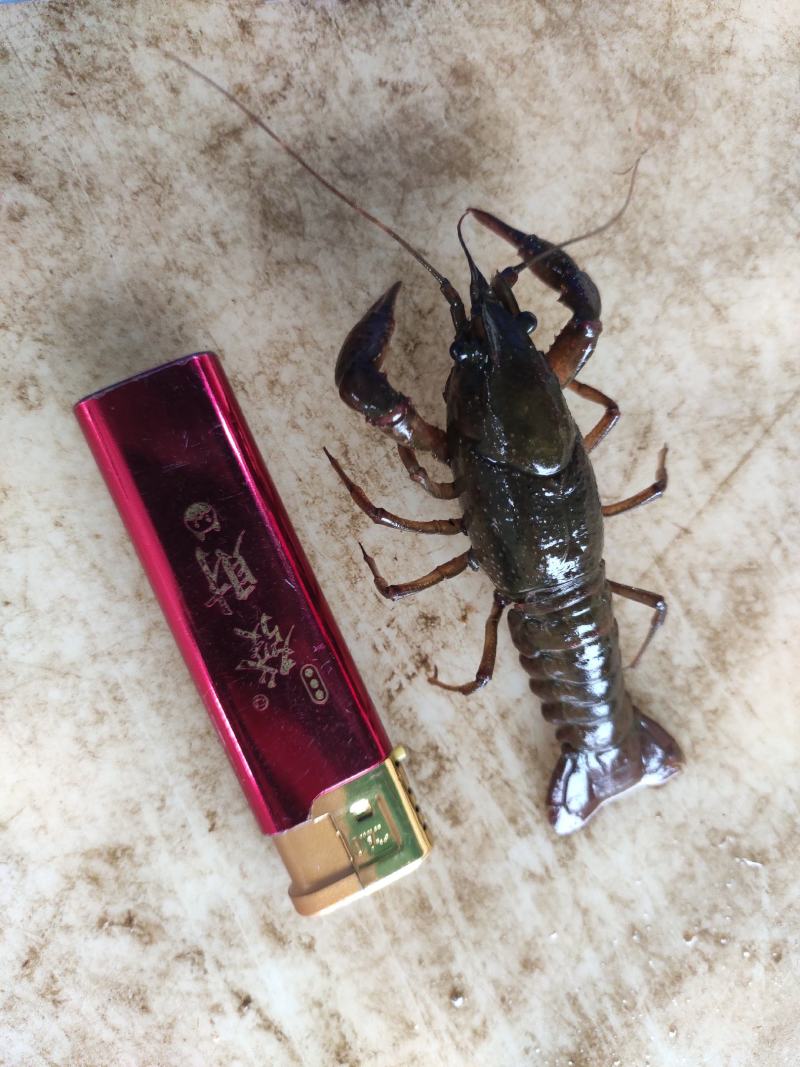 洪湖清水小龙虾，产地一手货源