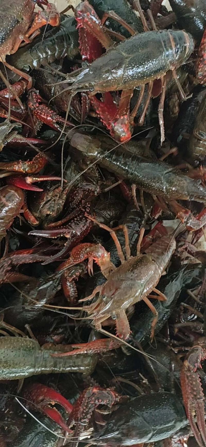 洪湖清水小龙虾，产地一手货源