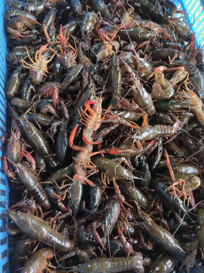 洪湖清水小龙虾，产地一手货源