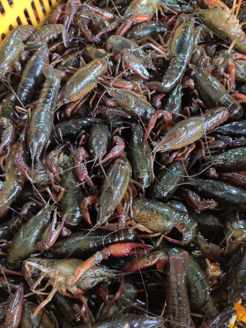 洪湖清水小龙虾，产地一手货源