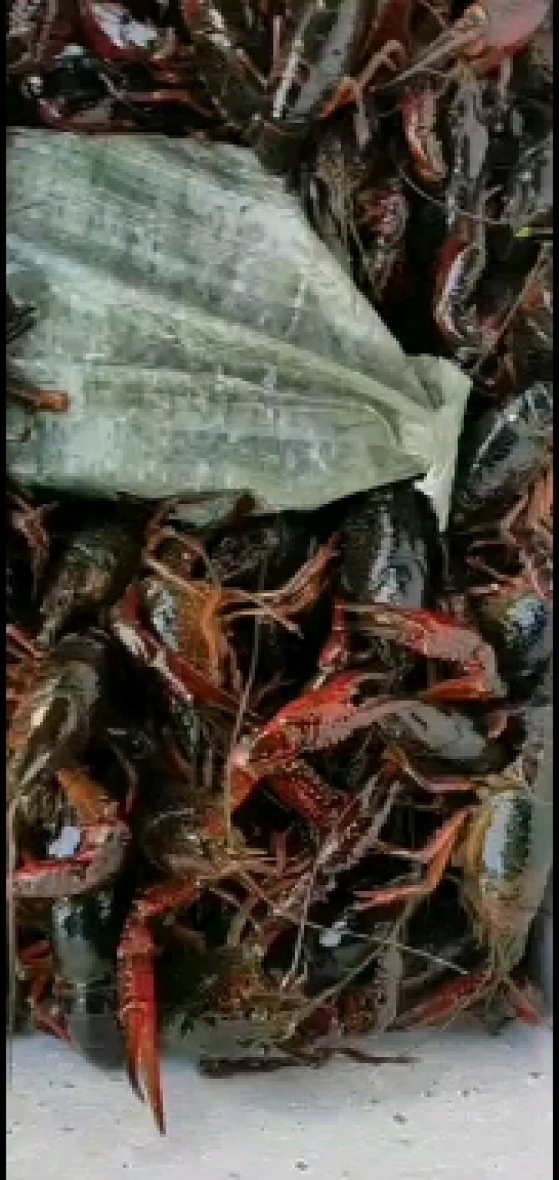 洪湖清水小龙虾，产地一手货源