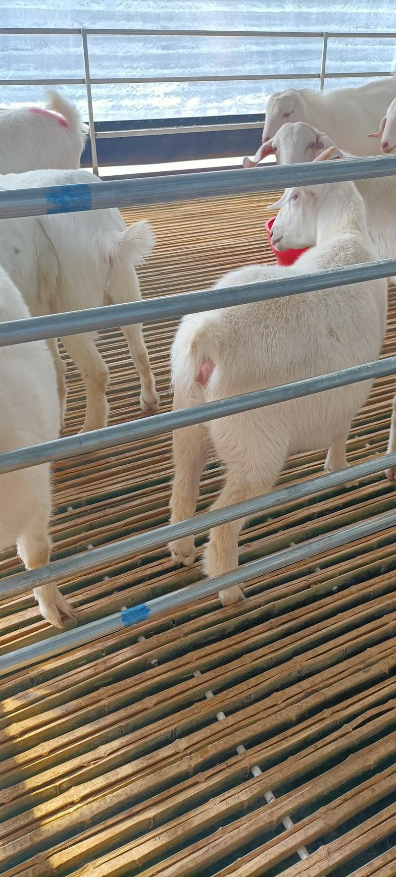 美国大白山羊，小羊苗。生长速度快，是能力强，产仔率高