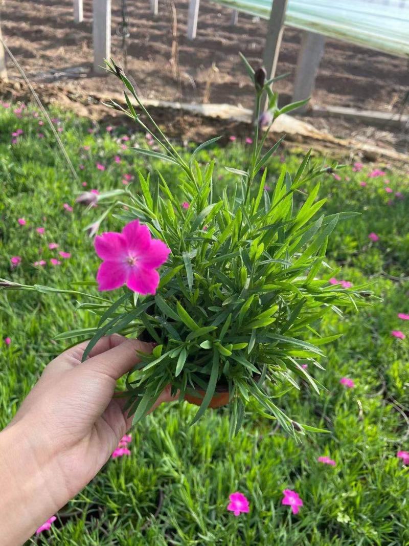 欧石竹精品欧石竹基地自产自销