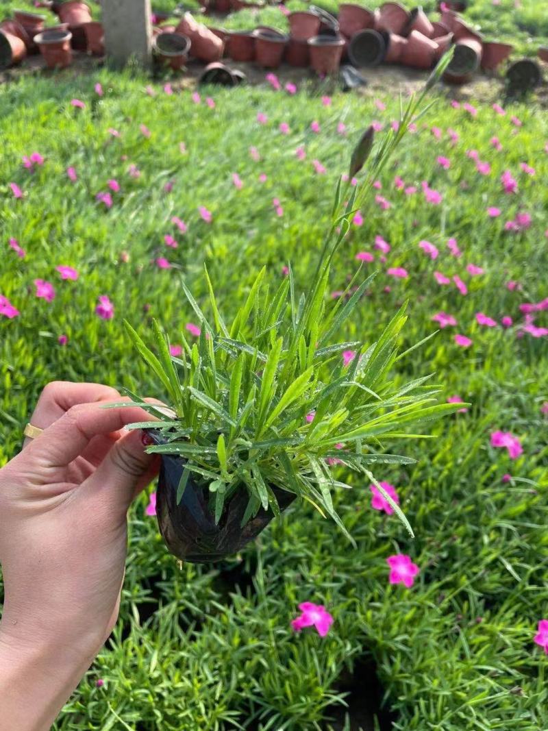 欧石竹精品欧石竹基地自产自销