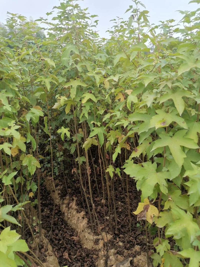 风香裸根苗地苗一年生小苗，枫香地苗带土球2-3公分