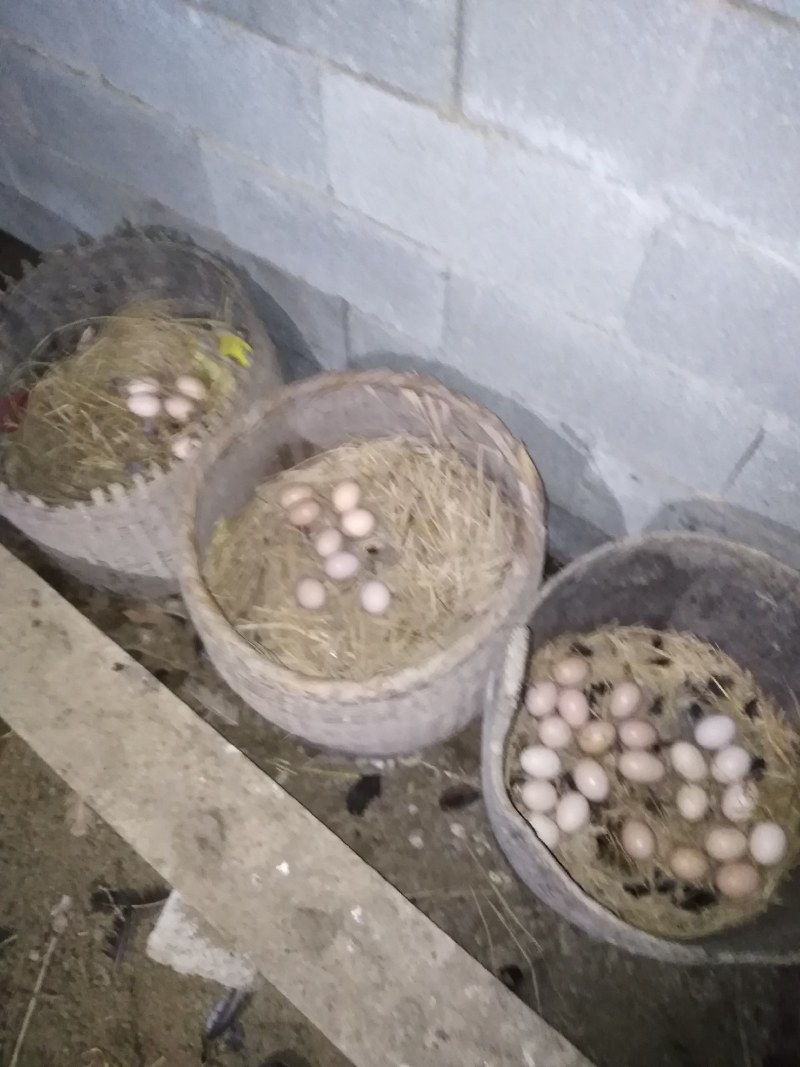 正宗生态土鸡蛋40~50g食用
