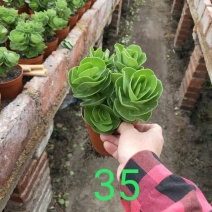 多肉植物基地上百种产品