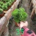 多肉植物基地上百种产品