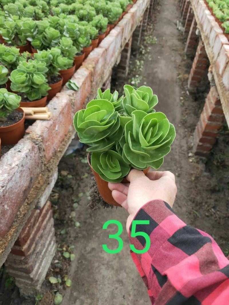 多肉植物基地上百种产品