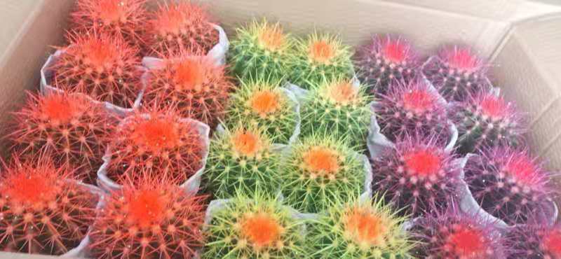 多肉植物基地上百种产品