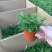 多肉植物基地上百种产品