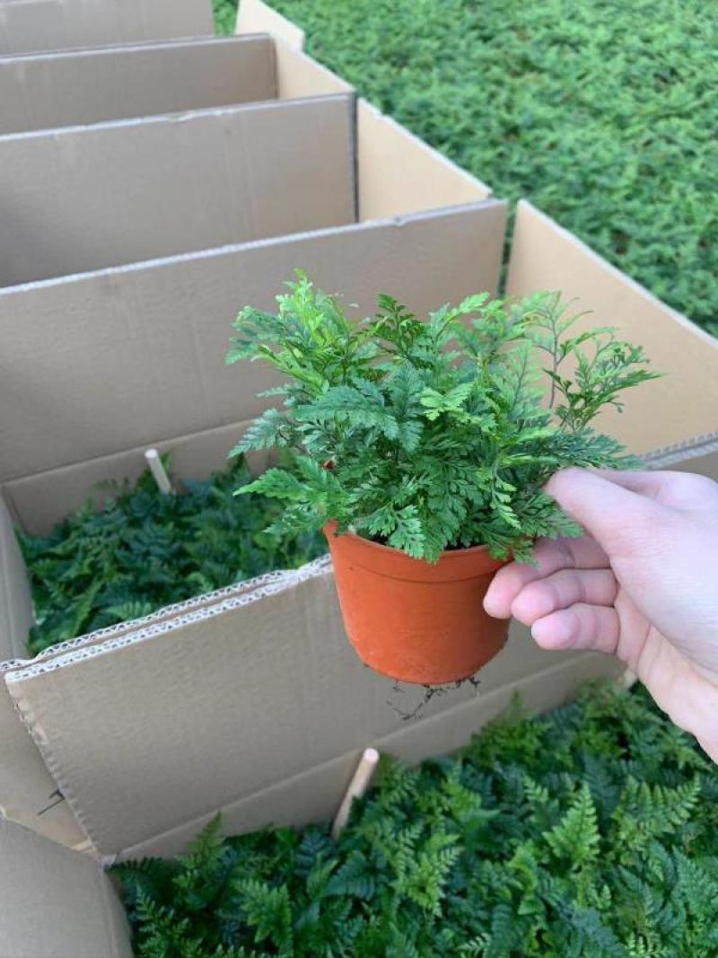 多肉植物基地上百种产品