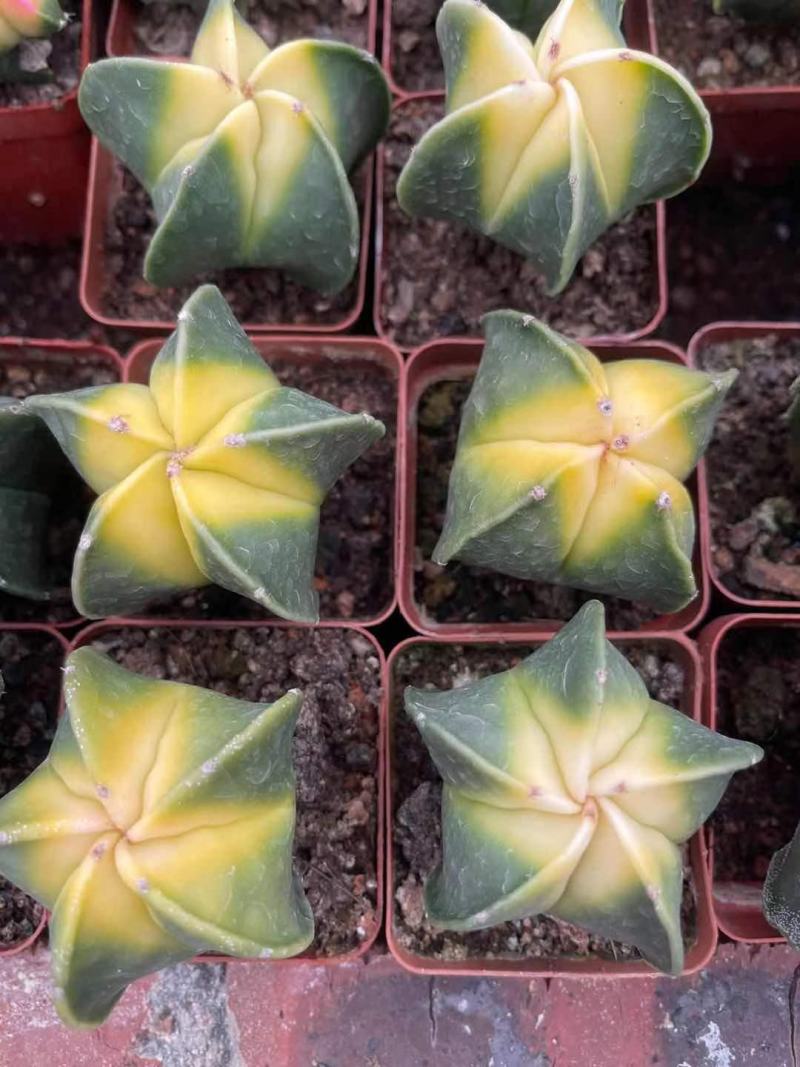 多肉植物基地上百种产品