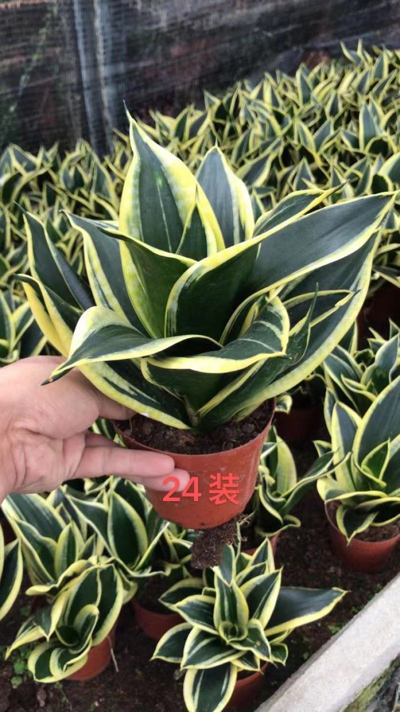 多肉植物基地上百种产品