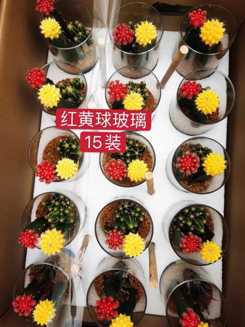 多肉植物基地上百种产品