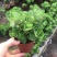 多肉植物基地上百种产品