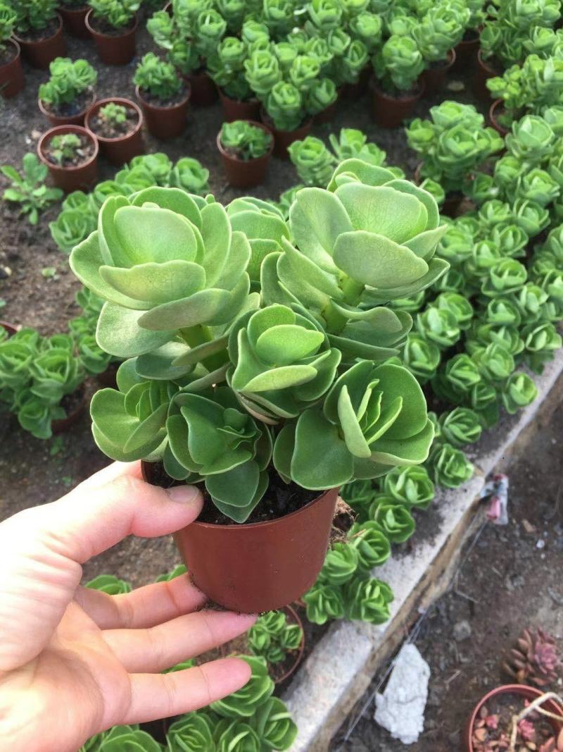 多肉植物基地上百种产品