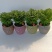 多肉植物基地上百种产品