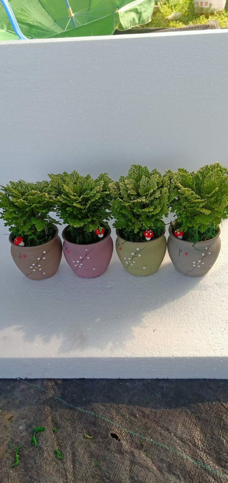 多肉植物基地上百种产品