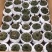 多肉植物基地上百种产品