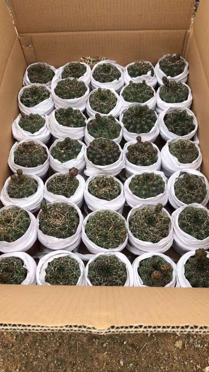 多肉植物基地上百种产品