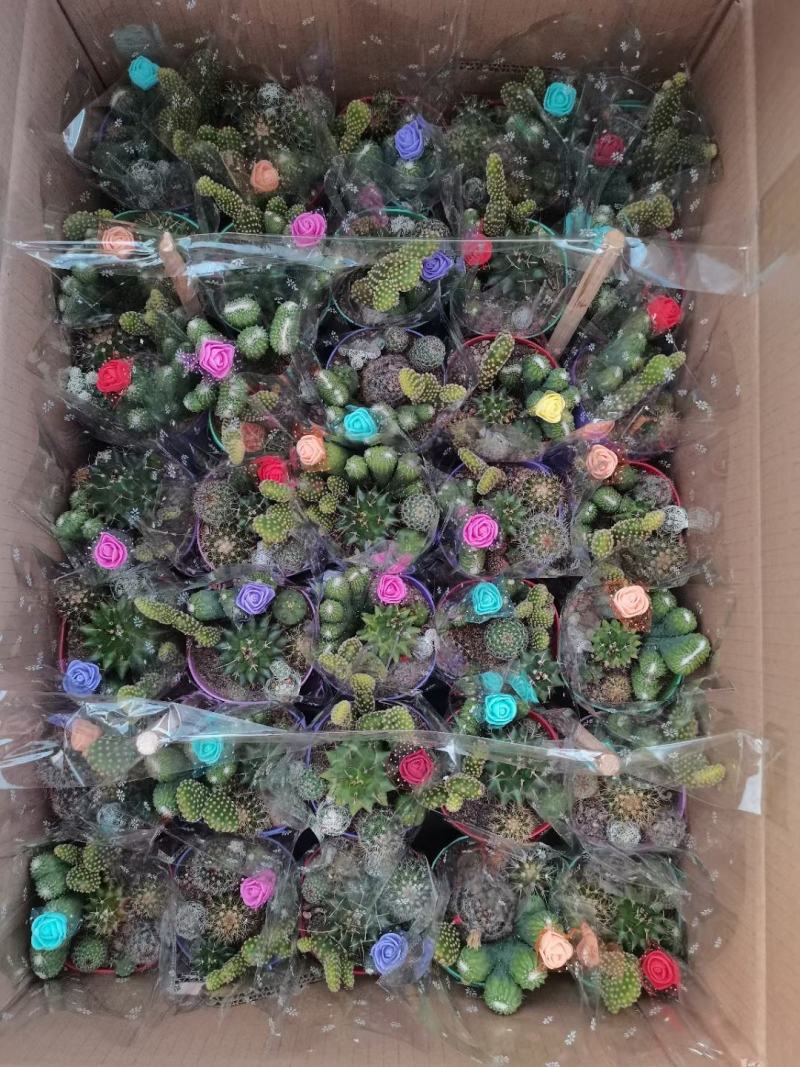 多肉植物基地上百种产品