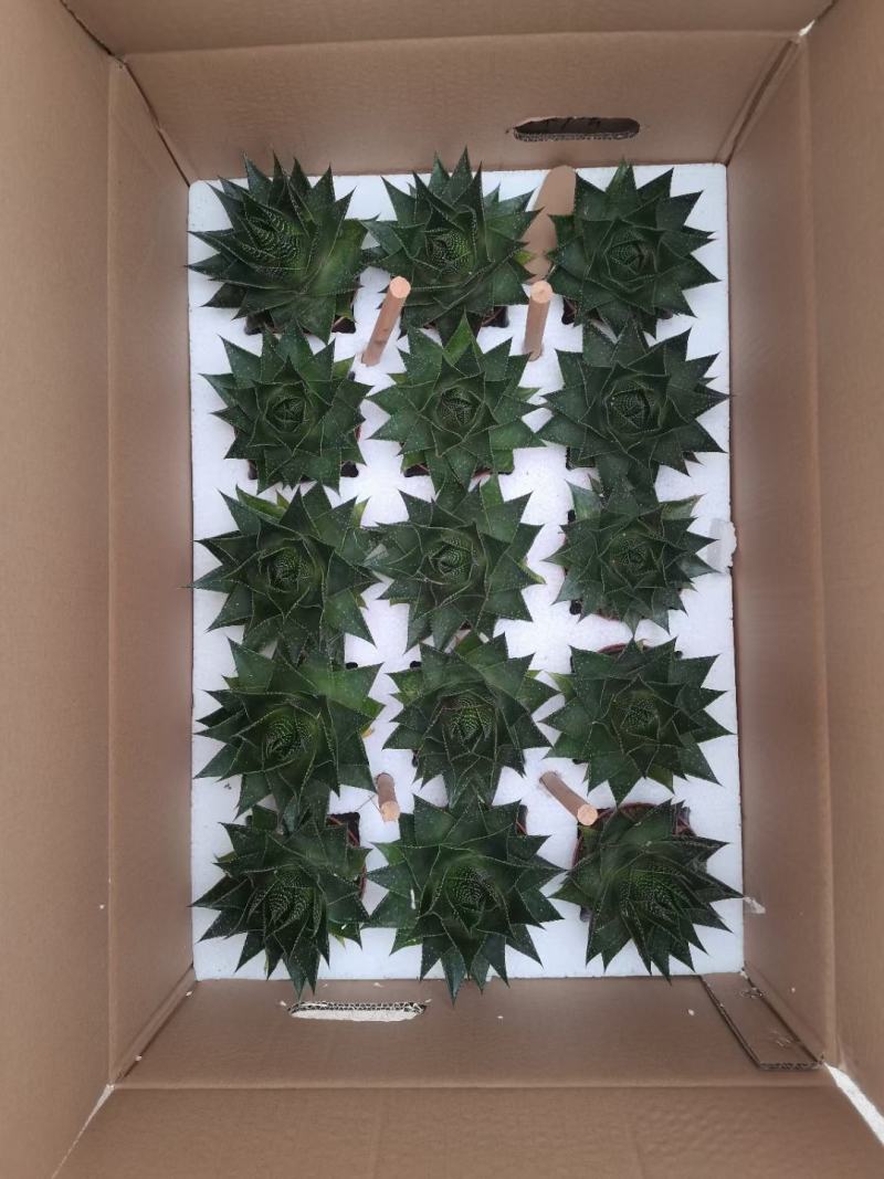 多肉植物基地上百种产品