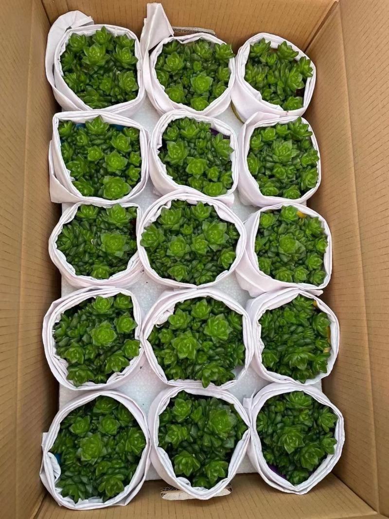 多肉植物基地上百种产品