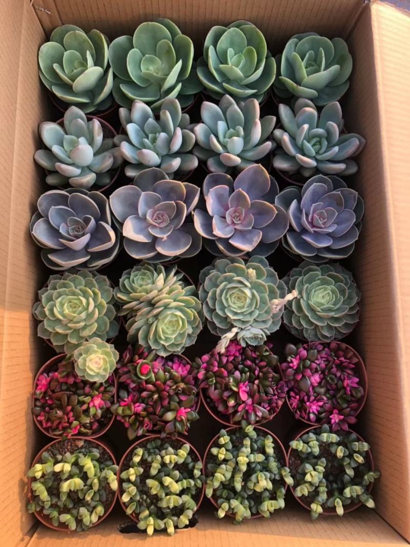 多肉植物基地上百种产品