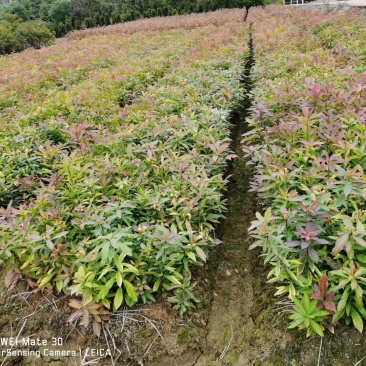 木荷批发小苗地苗一年生小苗，木荷1-2-3公分带土球发货