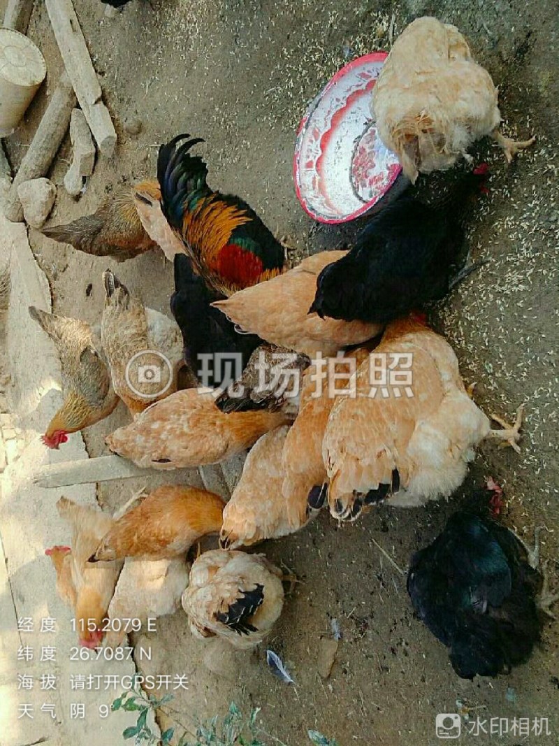 正宗生态土鸡蛋40~50g食用