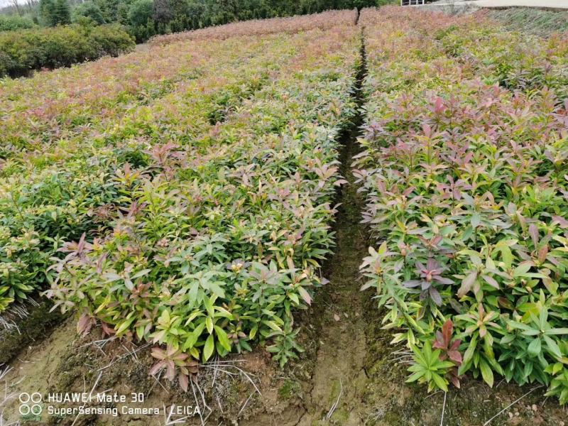 木荷批发小苗地苗一年生小苗，木荷1-2-3公分带土球发货