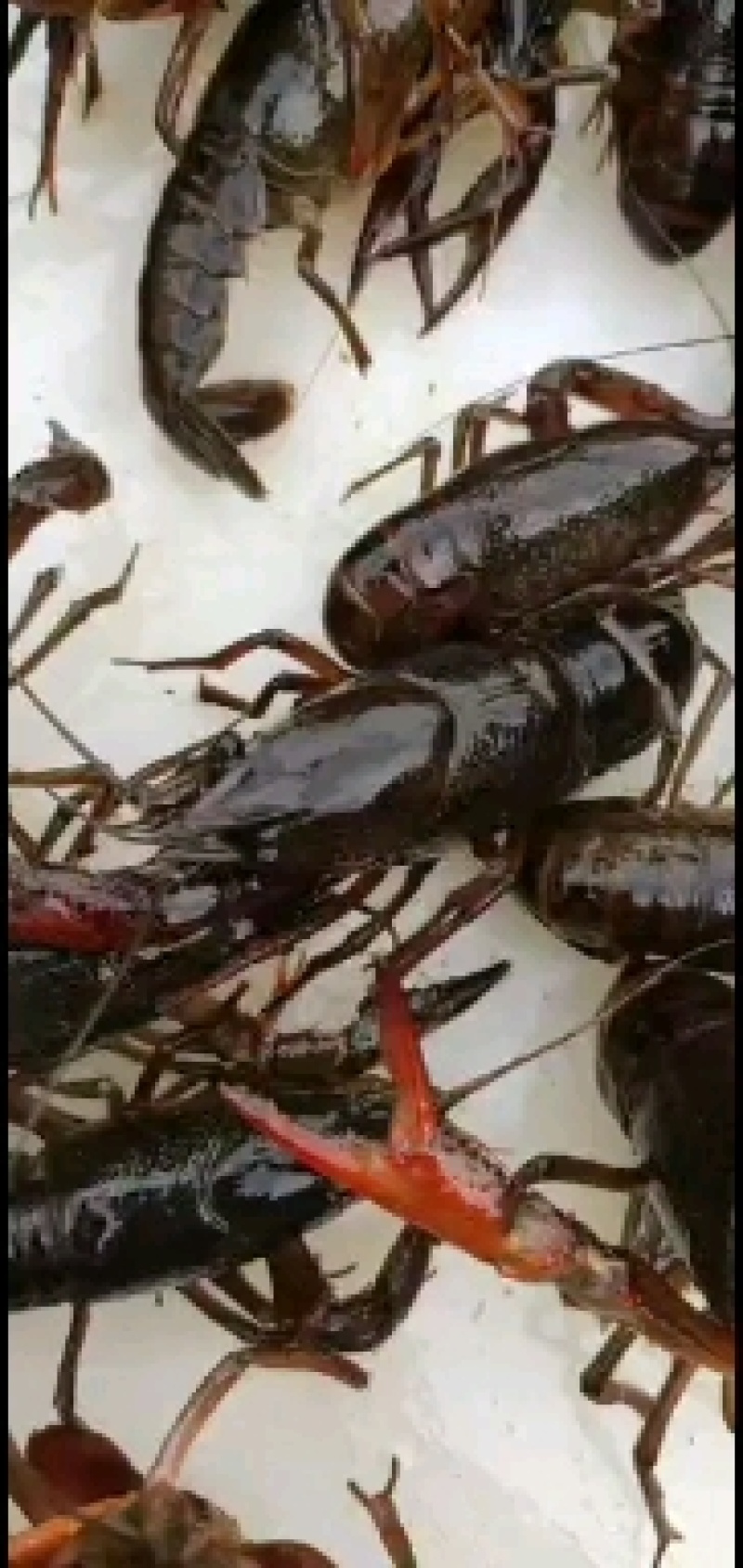 洪湖清水小龙虾，精养虾，纯青虾，产地一手货源