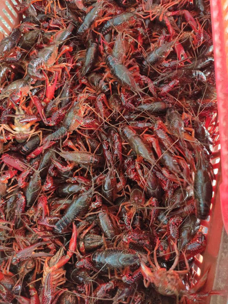 洪湖清水小龙虾，精养虾，纯青虾，产地一手货源