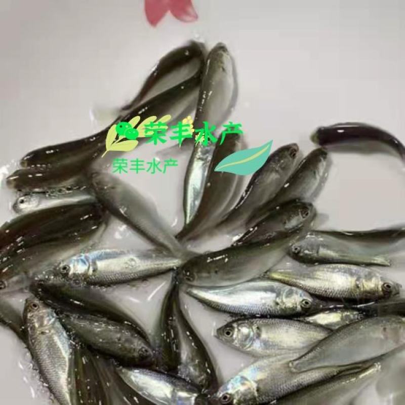 乌头鱼苗！鱼场直供，全国发货