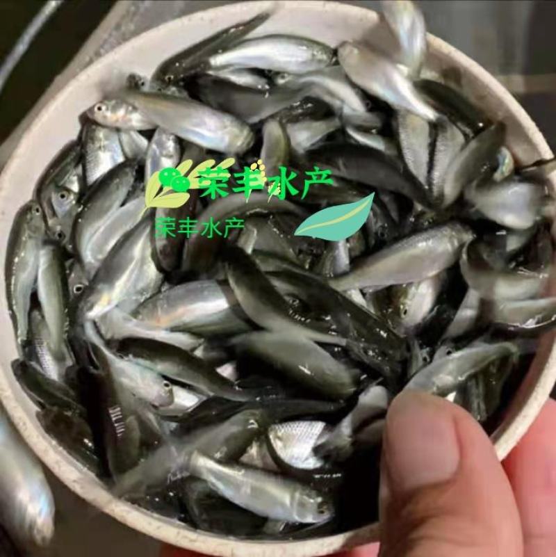 乌头鱼苗！鱼场直供，全国发货