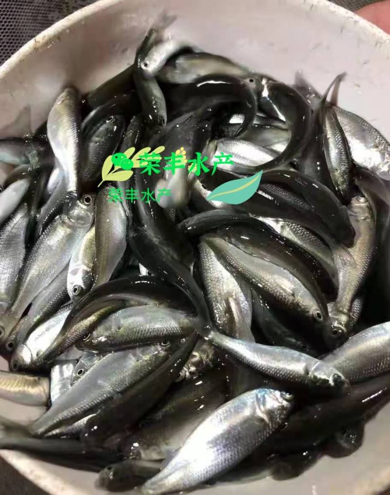 乌头鱼苗！鱼场直供，全国发货