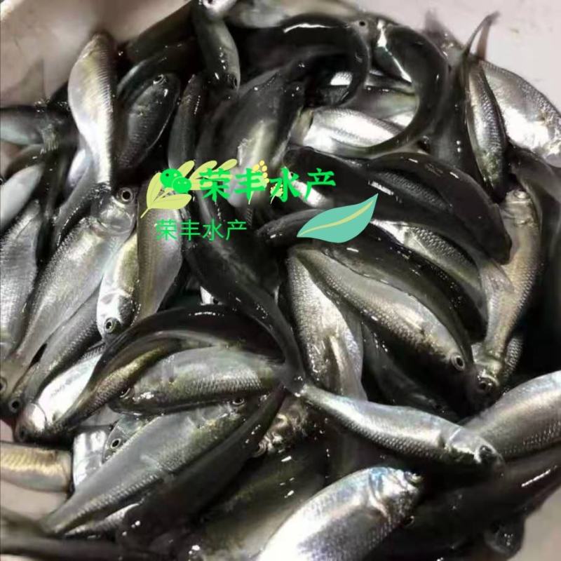 乌头鱼苗！鱼场直供，全国发货