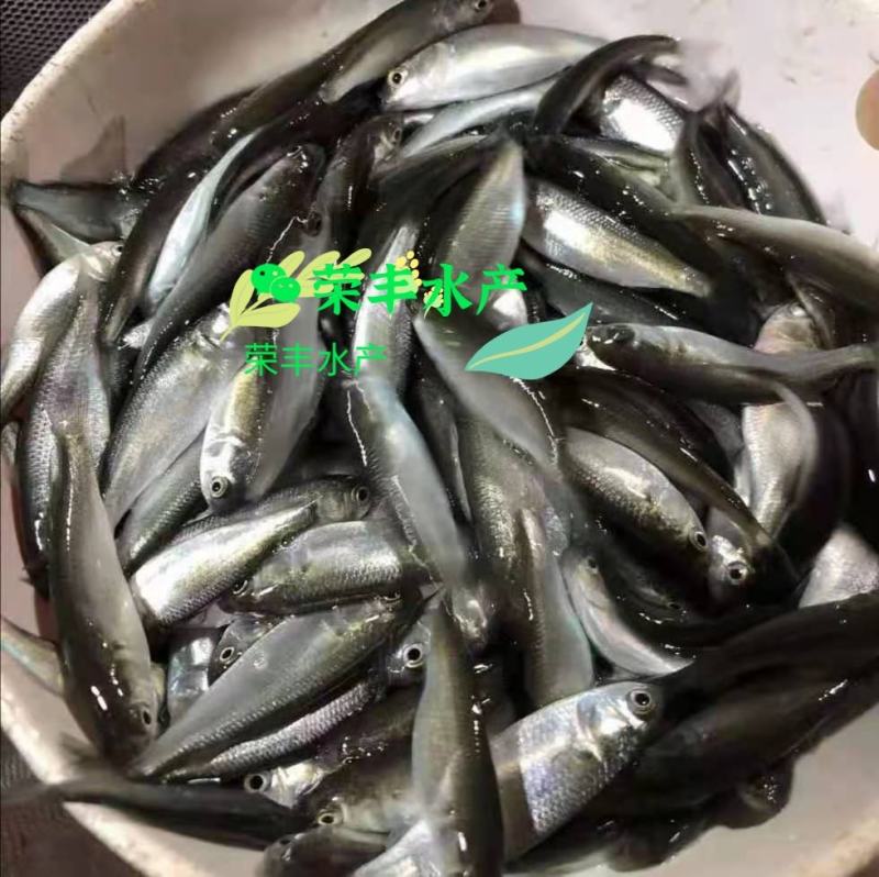 乌头鱼苗！鱼场直供，全国发货