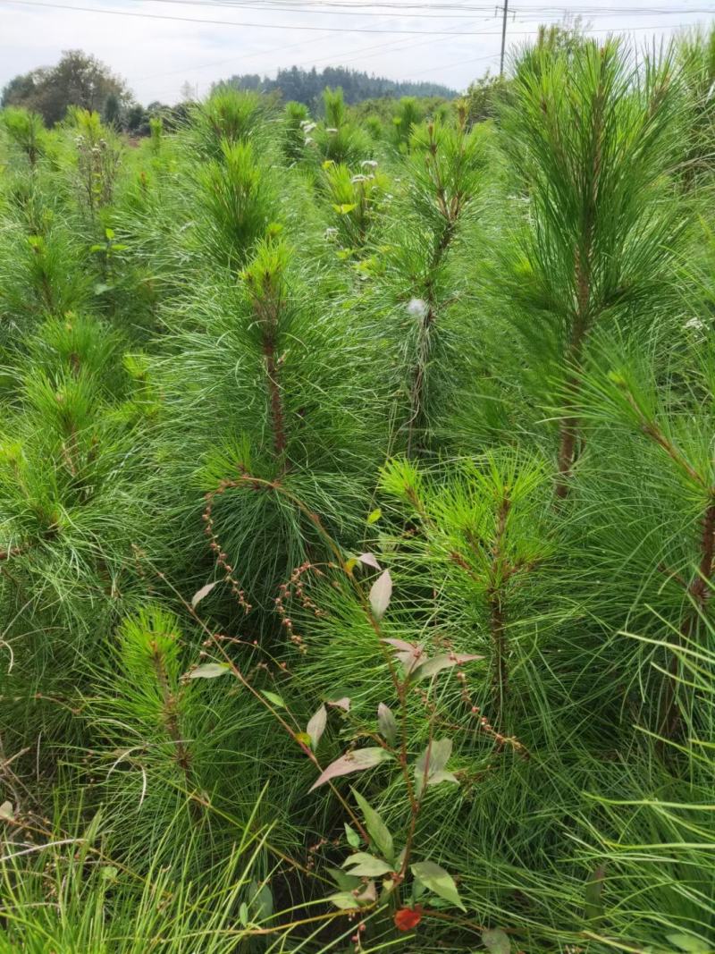 带土求湿地松70-100公分，一年生湿地松造林小苗。