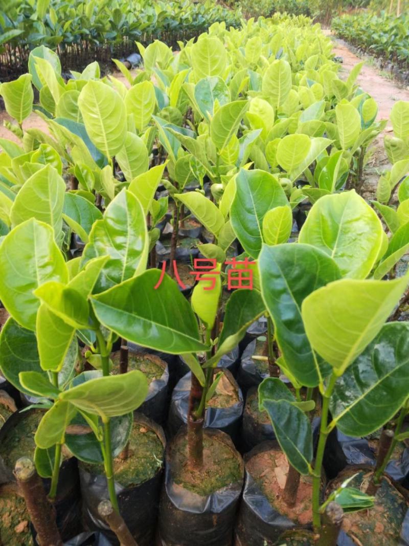 海南片接泰国红肉八号菠萝蜜苗。一手货源。
