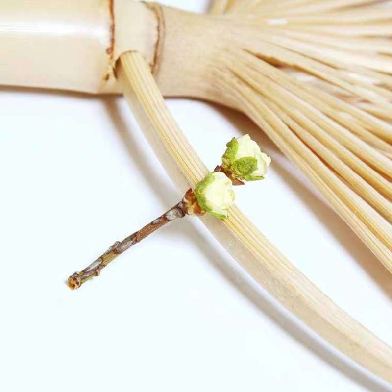 新货白梅花绿萼梅绿梅花不熏硫白梅花多规出售
