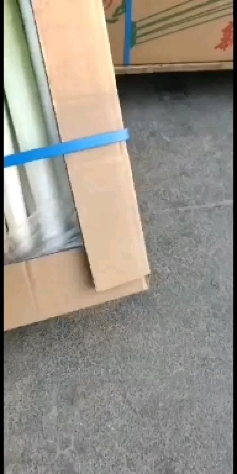 大葱毛葱大量供应平台商超自己基地1000亩