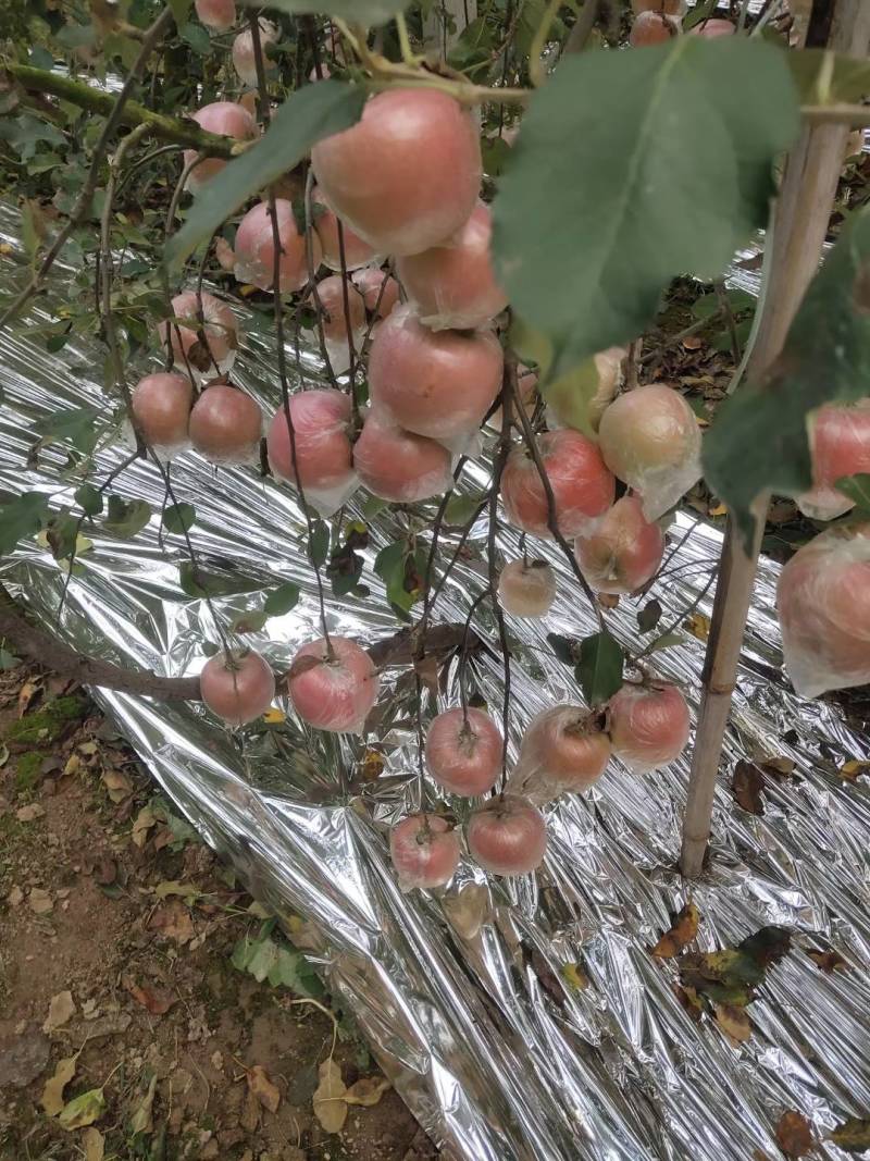 徐州丰县大沙河百果园水果基地，口感甜脆，色泽鲜艳欢迎选购