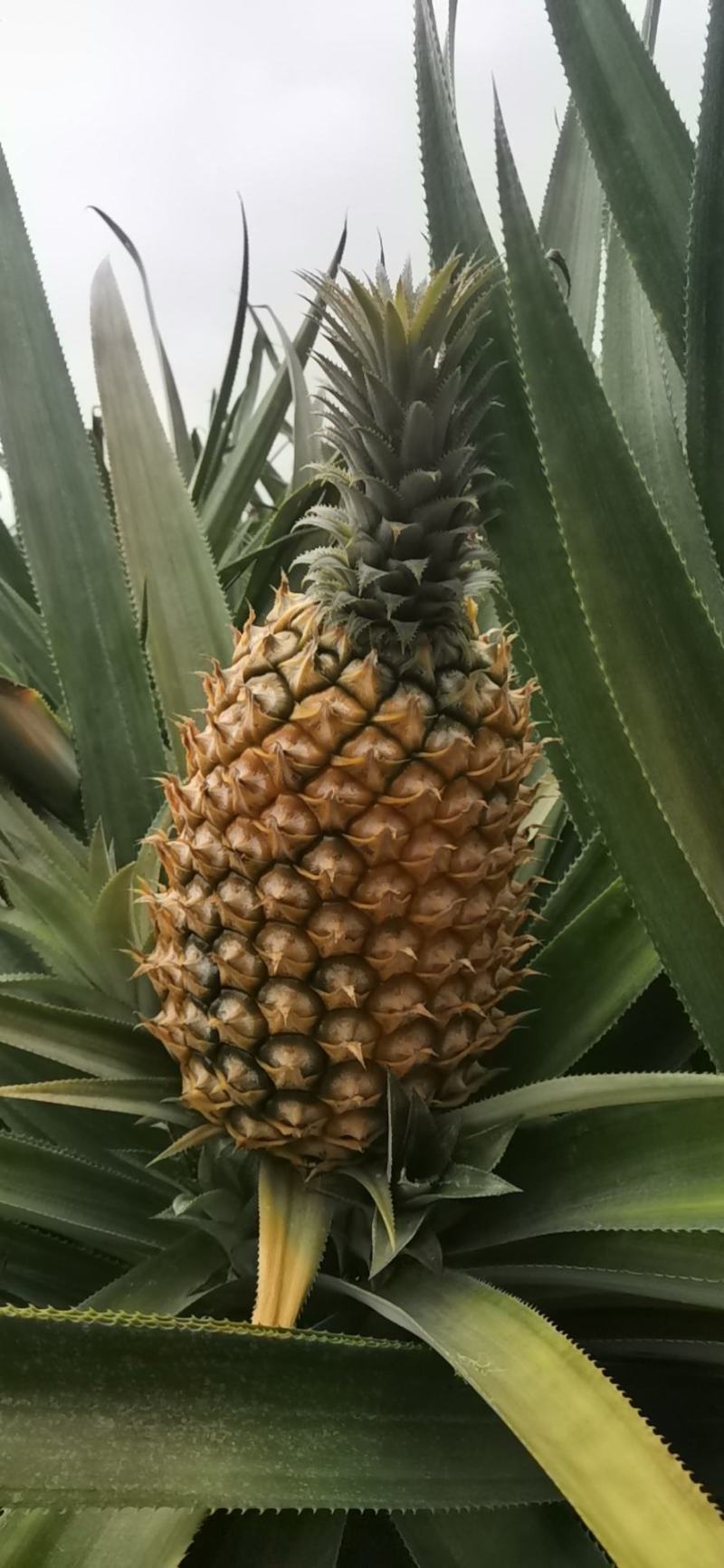 清甜可口，营养丰富，吃着满口浓郁香味。可增进食欲。